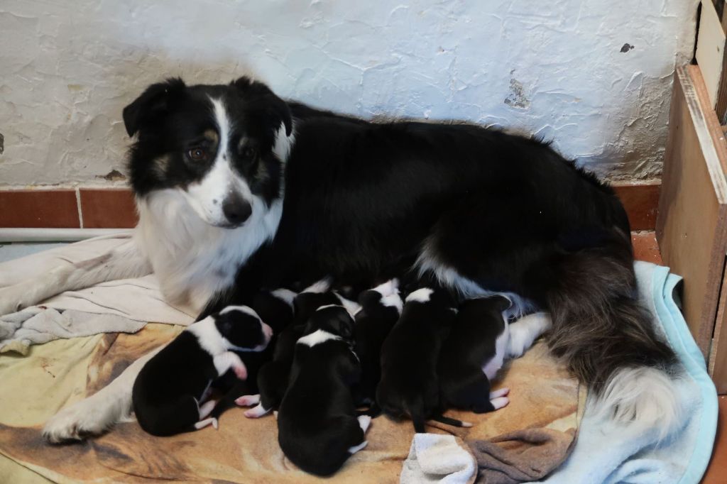 Chiot Border Collie Du Saphir De Gandja